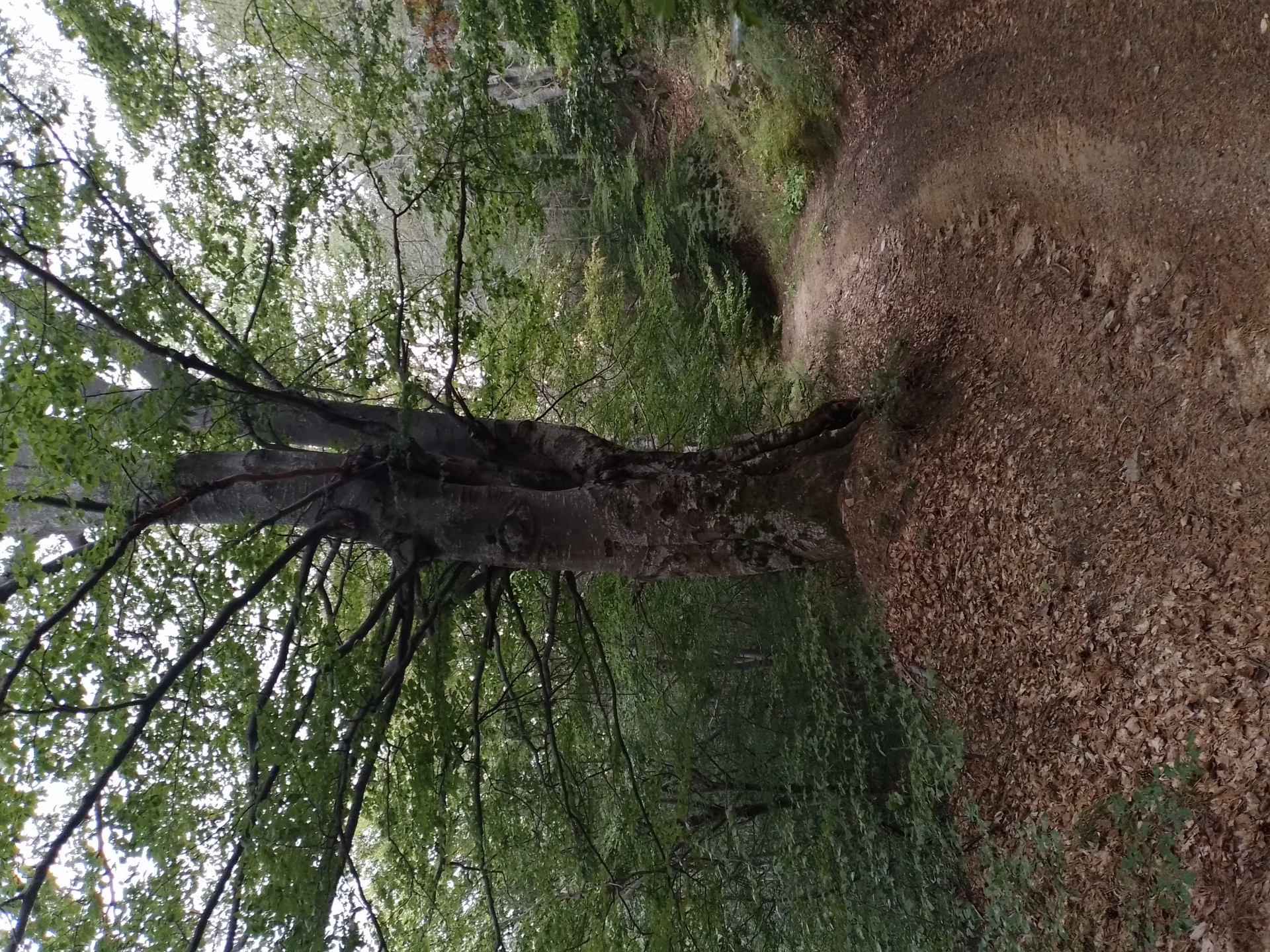 Боровина 2.jpg